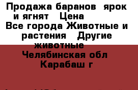 Продажа баранов, ярок и ягнят › Цена ­ 3 500 - Все города Животные и растения » Другие животные   . Челябинская обл.,Карабаш г.